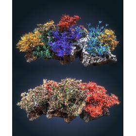 3D Coral reef ecosystem Animated Pack 2